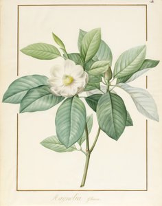 Magnolia Glauca, 1811 (wc a tělová barva přes grafit na pergamenu) od Pierre Joseph Redouté